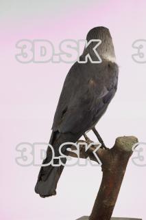 Jackdaw - Corvus monedula 0008